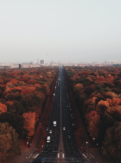 郁郁葱葱的森林之间的灰色道路